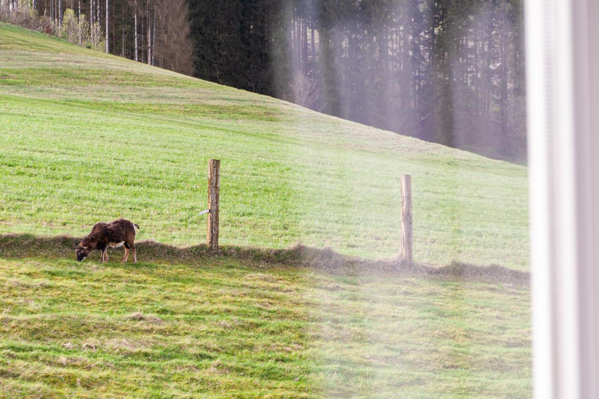 Forellenhof Wald- Und Wiesenquartier Бад Берлебург Екстериор снимка